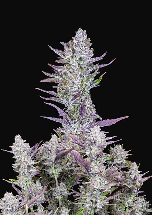 Wedding Glue Feminised Seeds