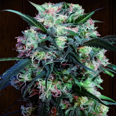 Kali China Feminised Cannabis Seeds Ace Seeds