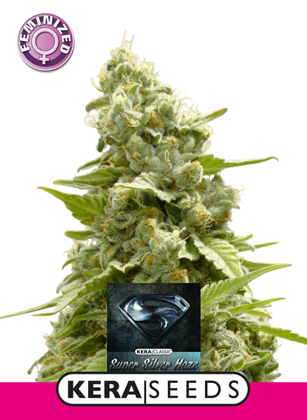 Super Silver Haze Feminised Seeds