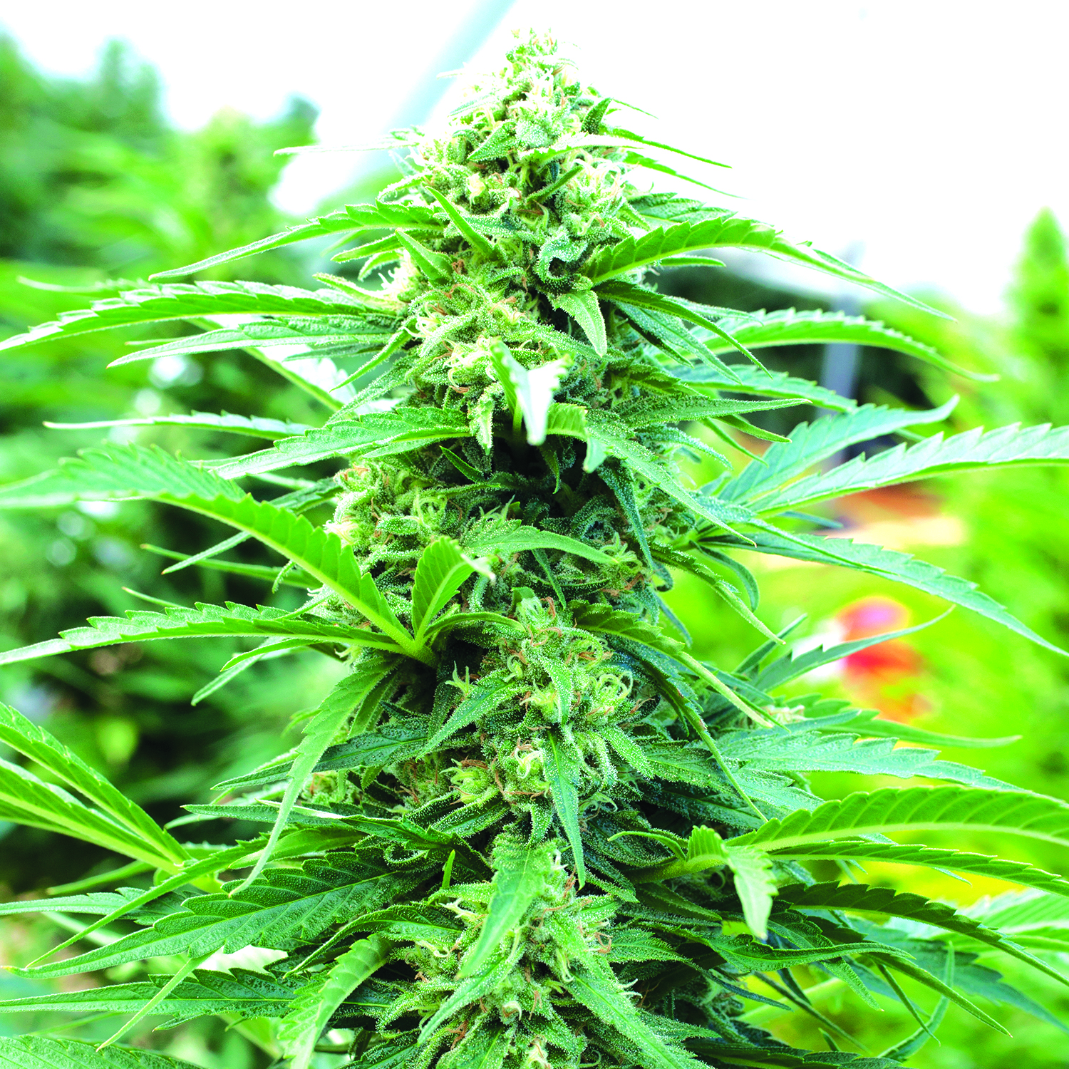 Cherry O.G. Regular Emerald Triangle Seeds