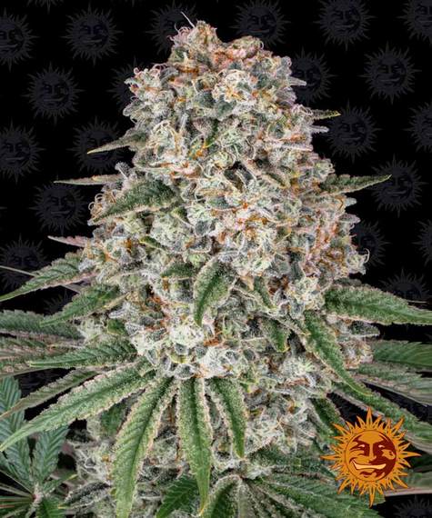 Tropicanna Banana Feminised Seeds