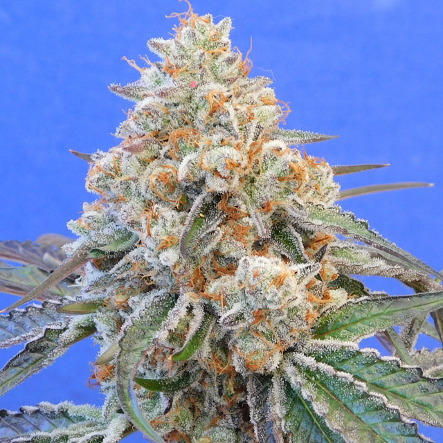 Do-Si-Dos OG Feminised Seeds