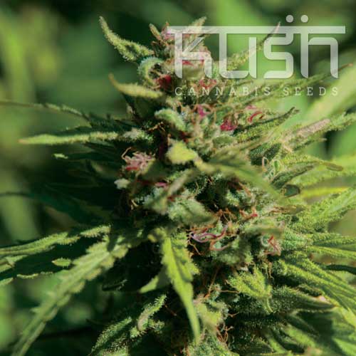Fire Kush Feminised Seeds