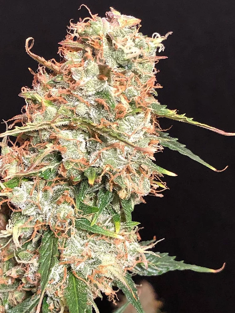 Auto Masszar Feminised Seeds