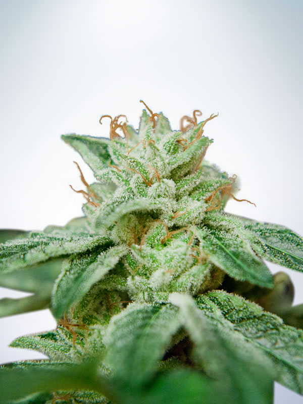 CBD Star Feminised Seeds