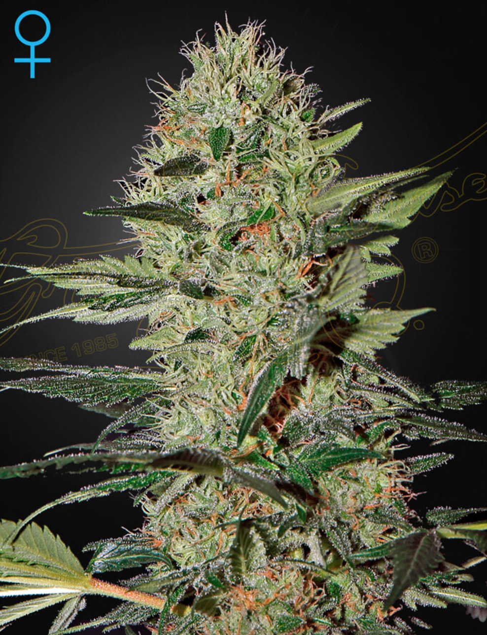 Exodus Cheese Auto Feminised Seeds