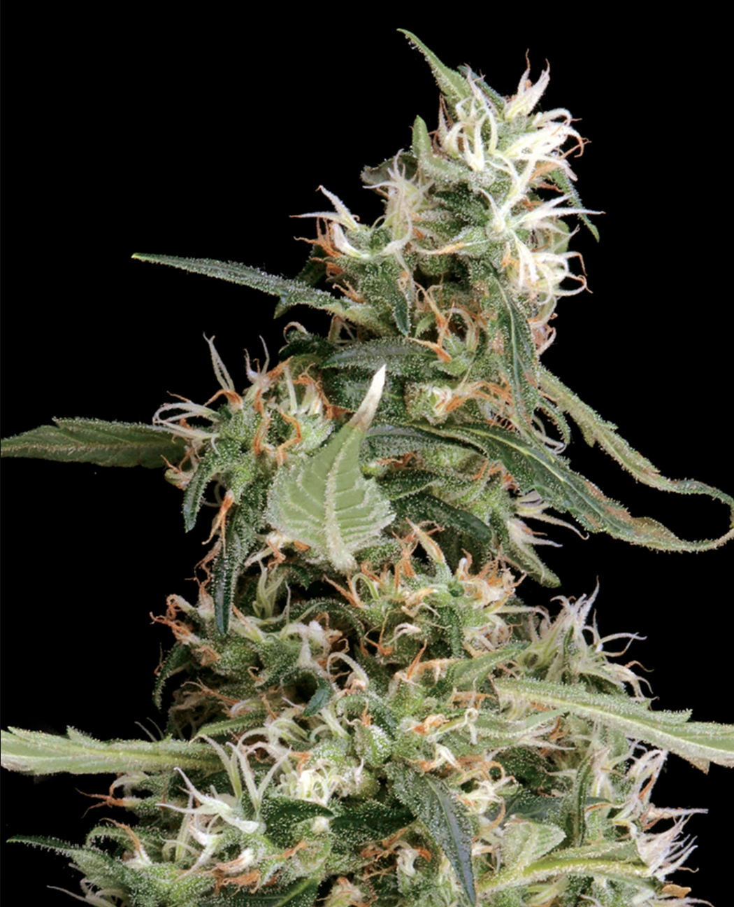 Arjan's Ultra Haze #1 Feminised Greenhouse Seeds