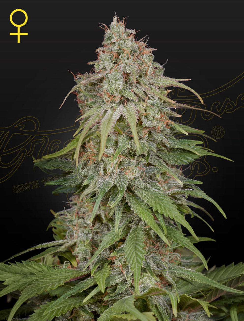 Amnesia Feminised Greenhouse Seeds
