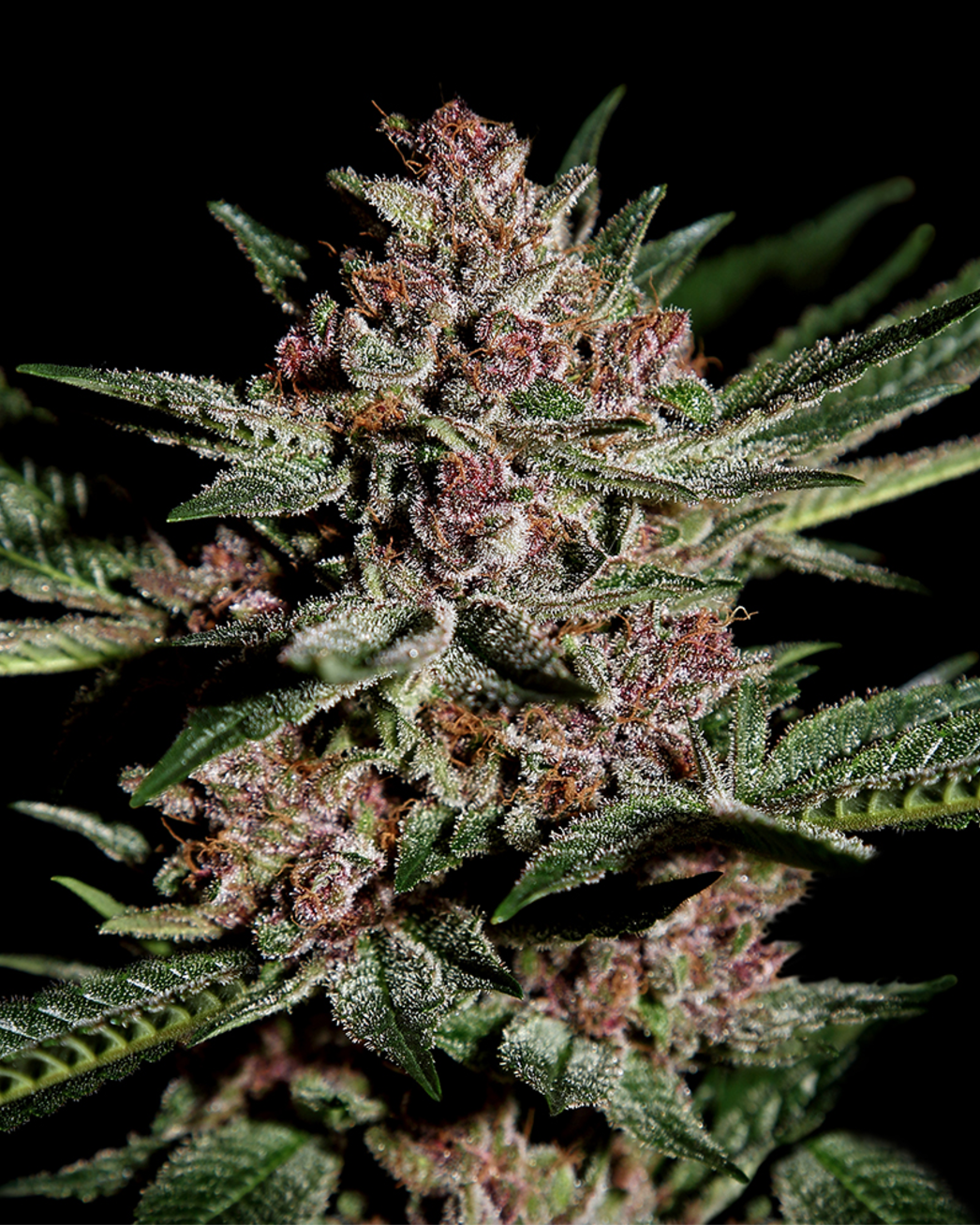 Bubba Kush Feminised Greenhouse Seeds