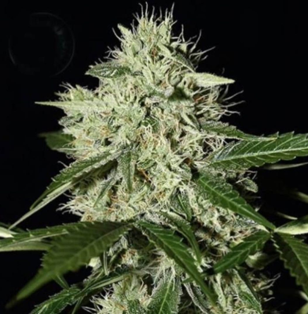 Royal Queen Diamond Feminised Seeds