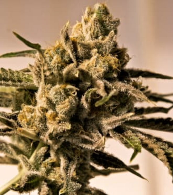 Cherry Pie FAST Feminised Seeds