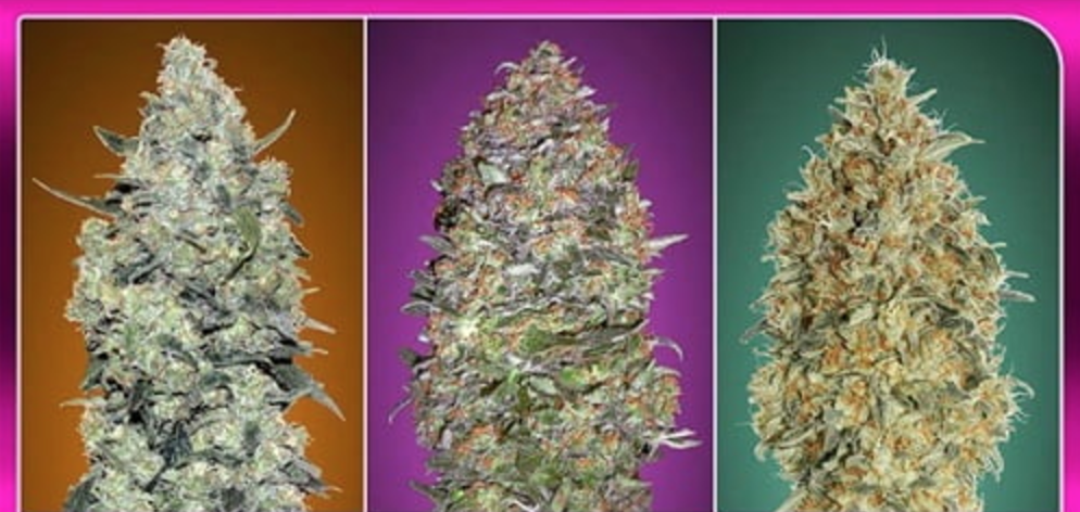 Automatik Mix Feminised Seeds