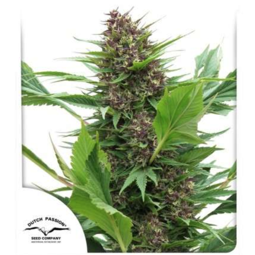 Frisian Duck Feminised Seeds