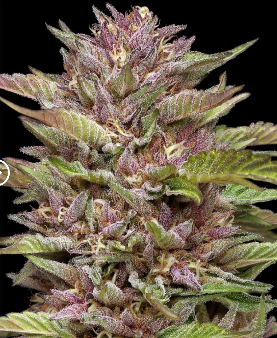 Pineapple Muffin Auto Feminised Seeds