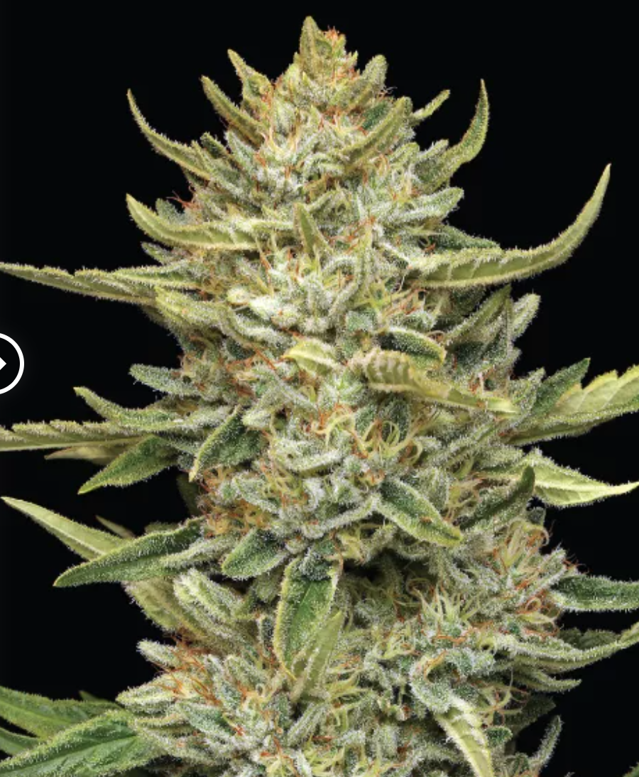 California Sour Diesel Feminised Seeds