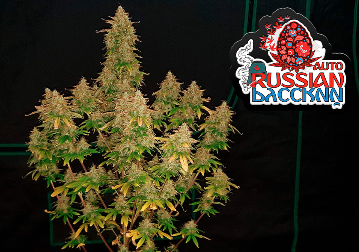 Auto Russian Feminised Seeds
