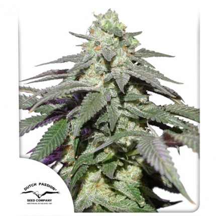 Auto Skywalker Haze Feminised Dutch Passion Seeds