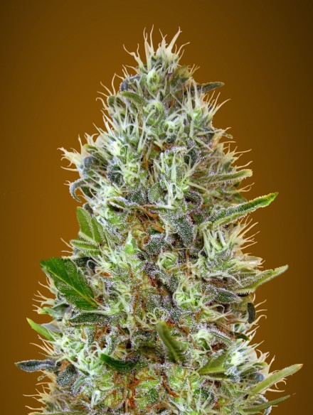 Auto Somango Feminised Advanced Seeds