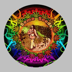 Soma Seeds