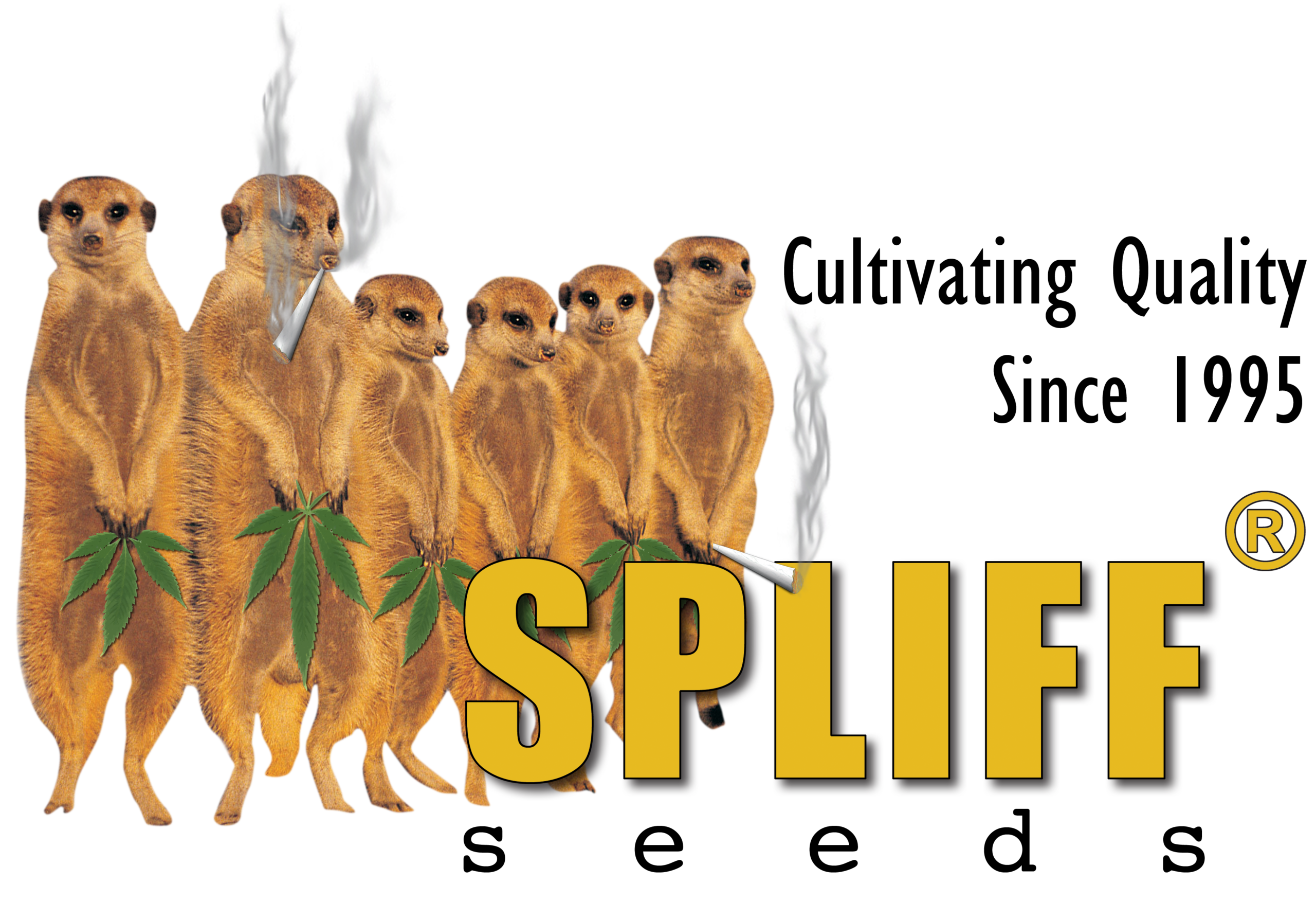 Spliff Seeds