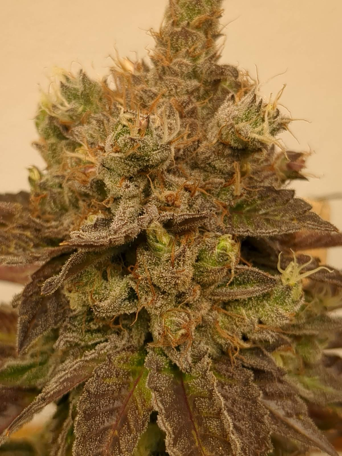 Stardawg Feminised Seeds