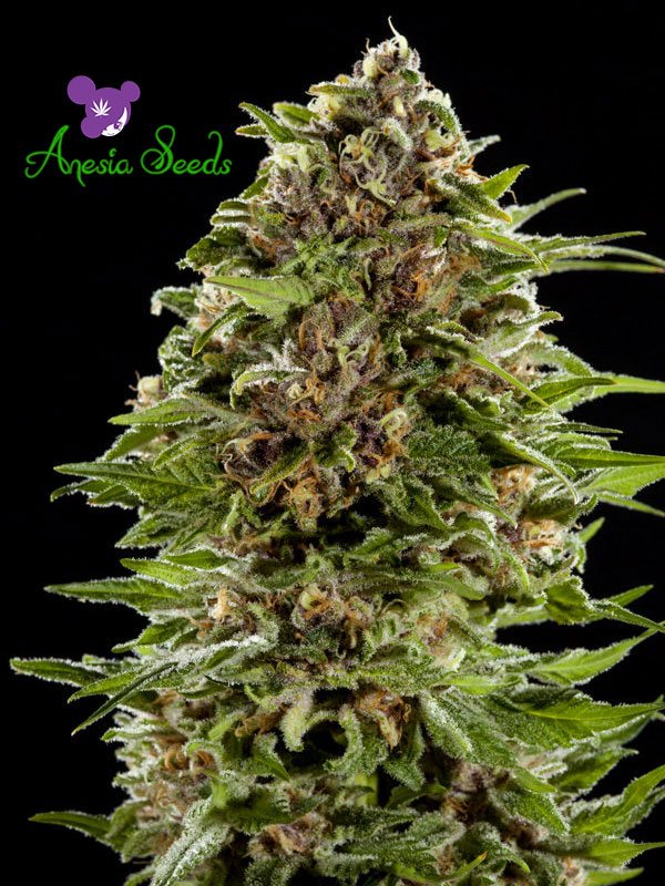 Auto Bubblegum Feminised Seeds