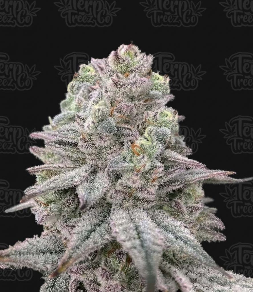 Znapple Fritter Feminised Seeds