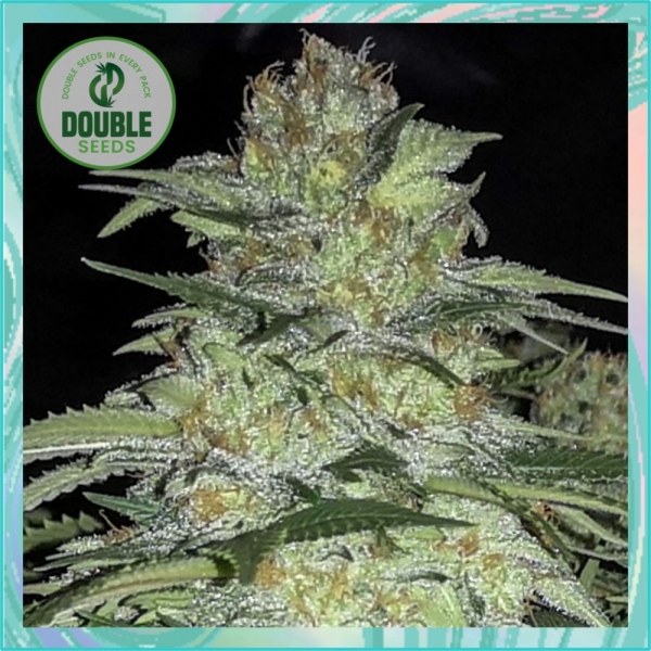 White Widow x Big Bud Feminised Seeds
