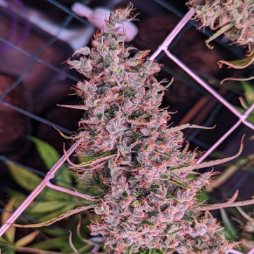 Golden Tiger Thai 3rd Version Feminised Cannabis Seeds