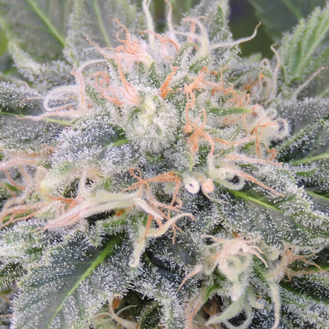Black Ghost OG Feminised Seeds