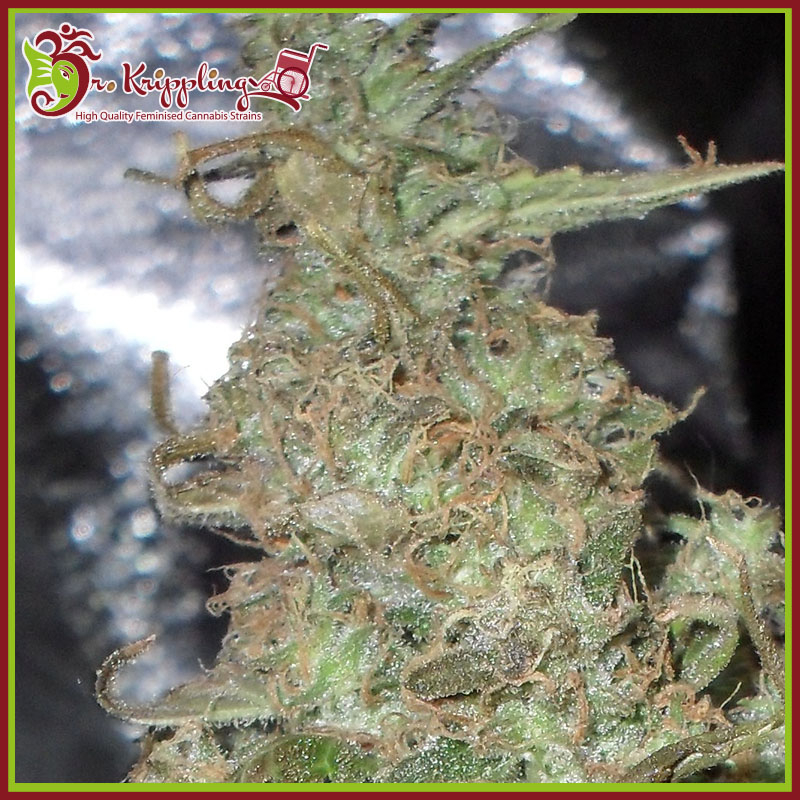 Melon Kali Feminised Seeds