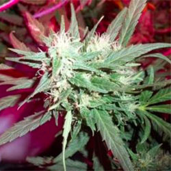 KC39 Feminised Seeds