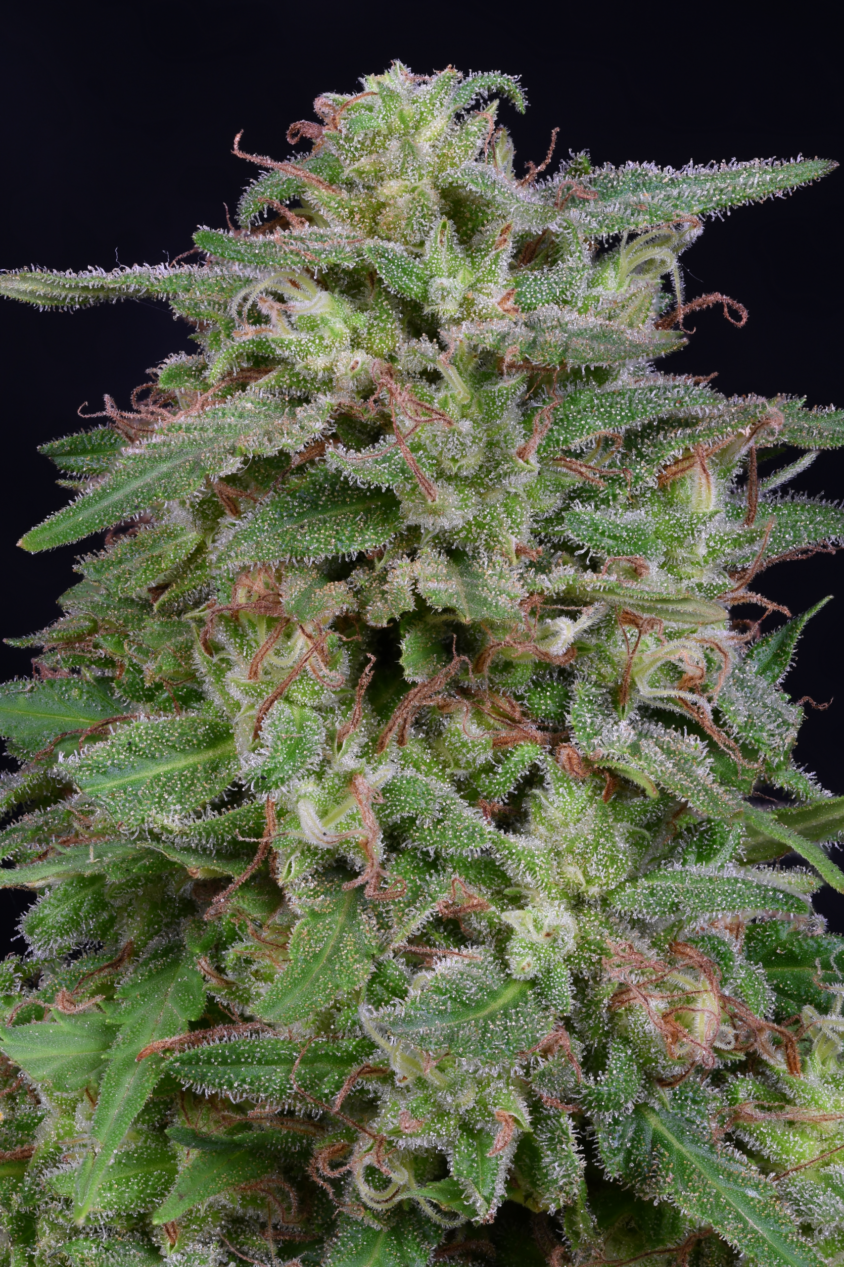 White Widow Feminised Seeds