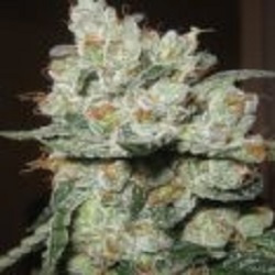 Santa Cruz Kush Feminised Seeds