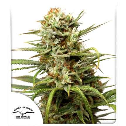 Skunk #11 Feminised Seeds