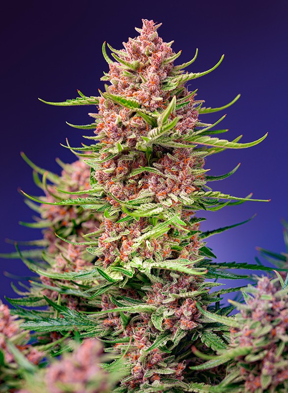 Strawberry Cola Sherbet F1 Fast V Feminised Seeds