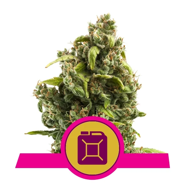 Sour Diesel Feminised Seeds
