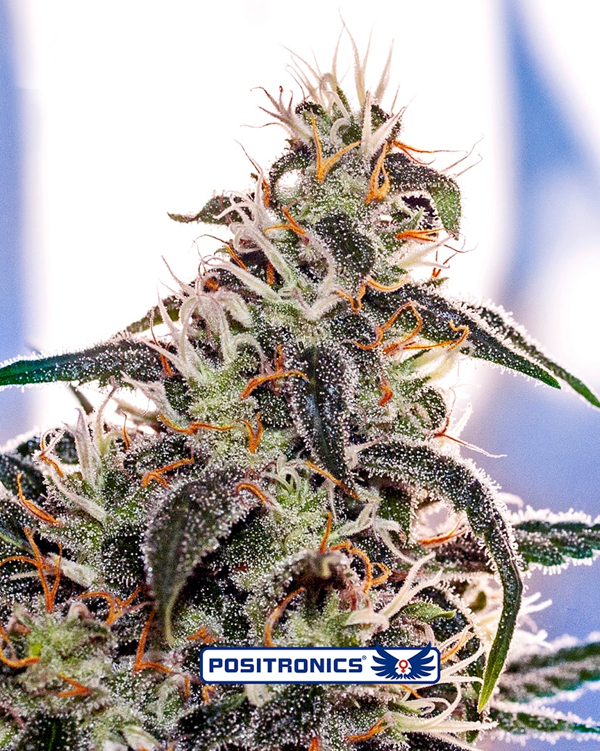 Claustrum Feminised Seeds