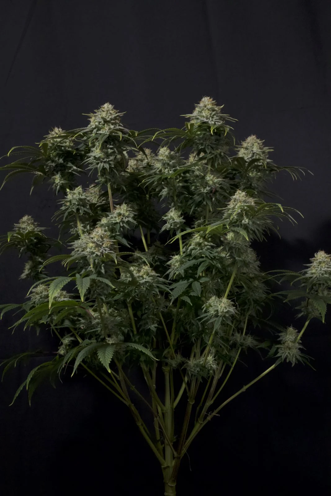 Gorilla Cookies FF Feminised Seeds