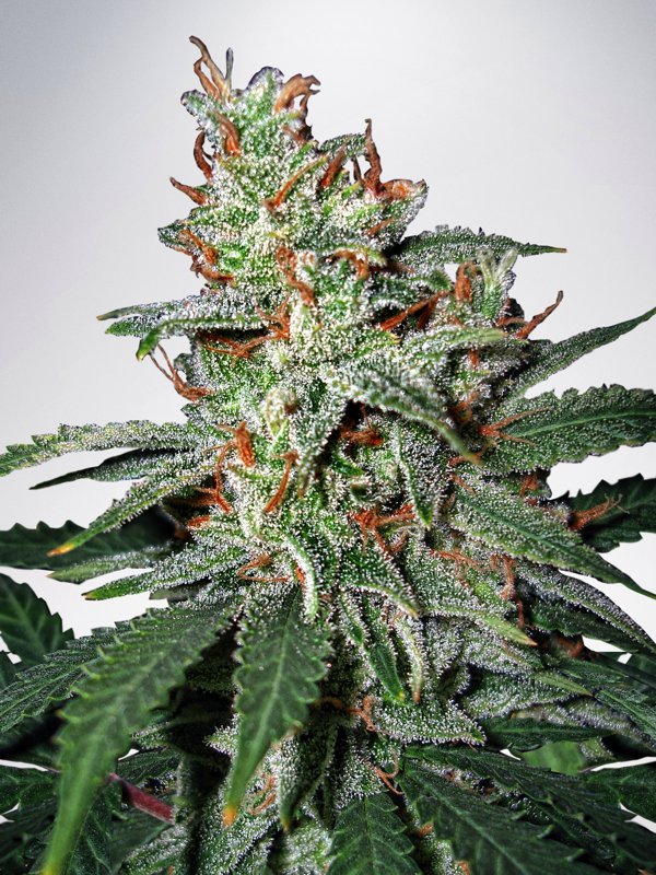 Carnival Feminised Seeds