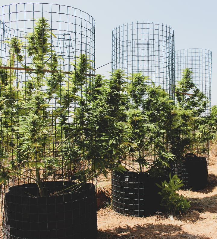 Big Tuna Feminised Seeds