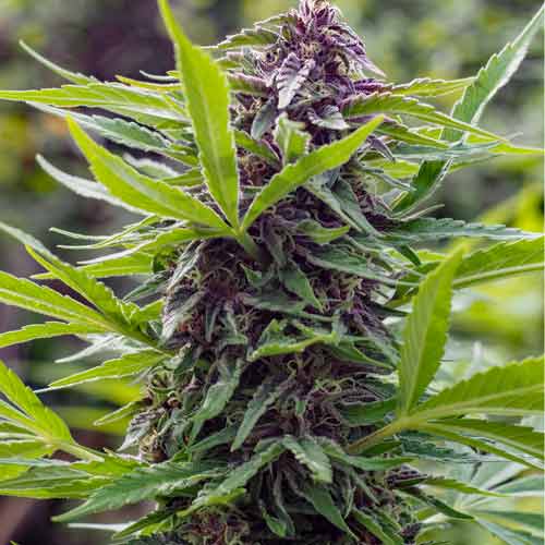 Gold Rush Outdoor Feminised Seeds