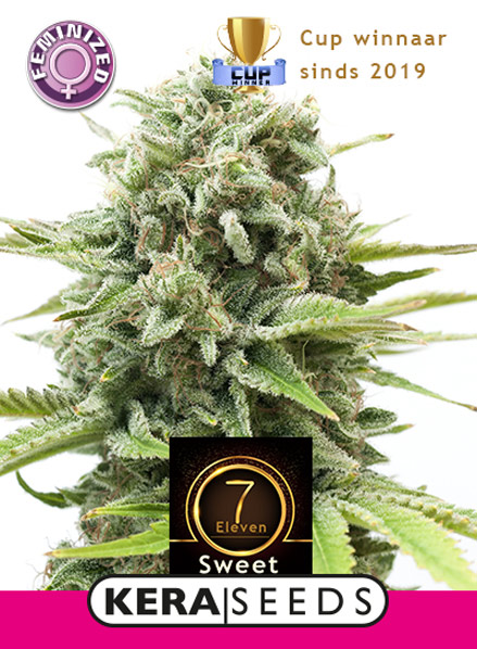 Sweet Seven Eleven Feminised Seeds