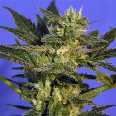 KC45 Feminised Seeds