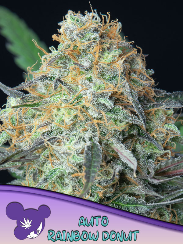 Rainbow Donut Auto Feminised Seeds