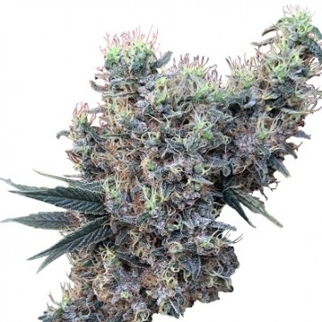 Golden Tiger x Panama Feminised Seeds Ace Seeds
