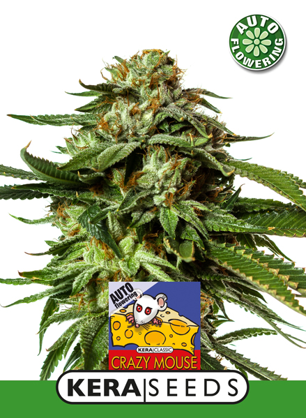 Cheese Auto Feminised Kera Seeds