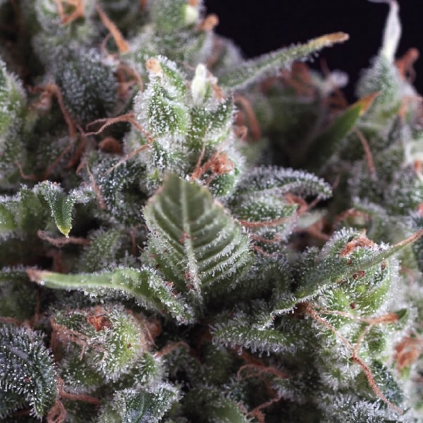 Auto Olympia Feminised Seeds