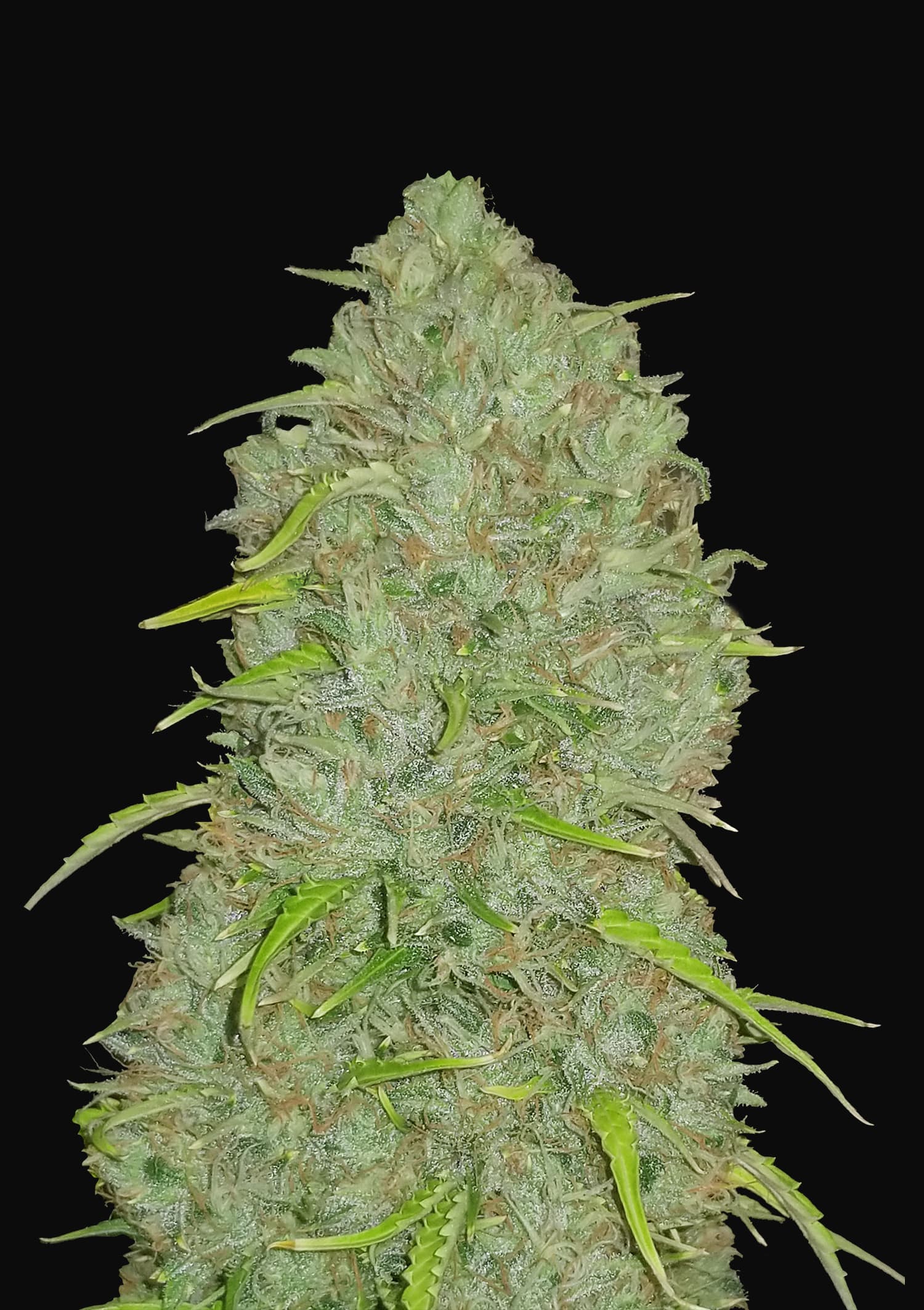 Auto Jack Herer Feminised Fast Buds Seeds