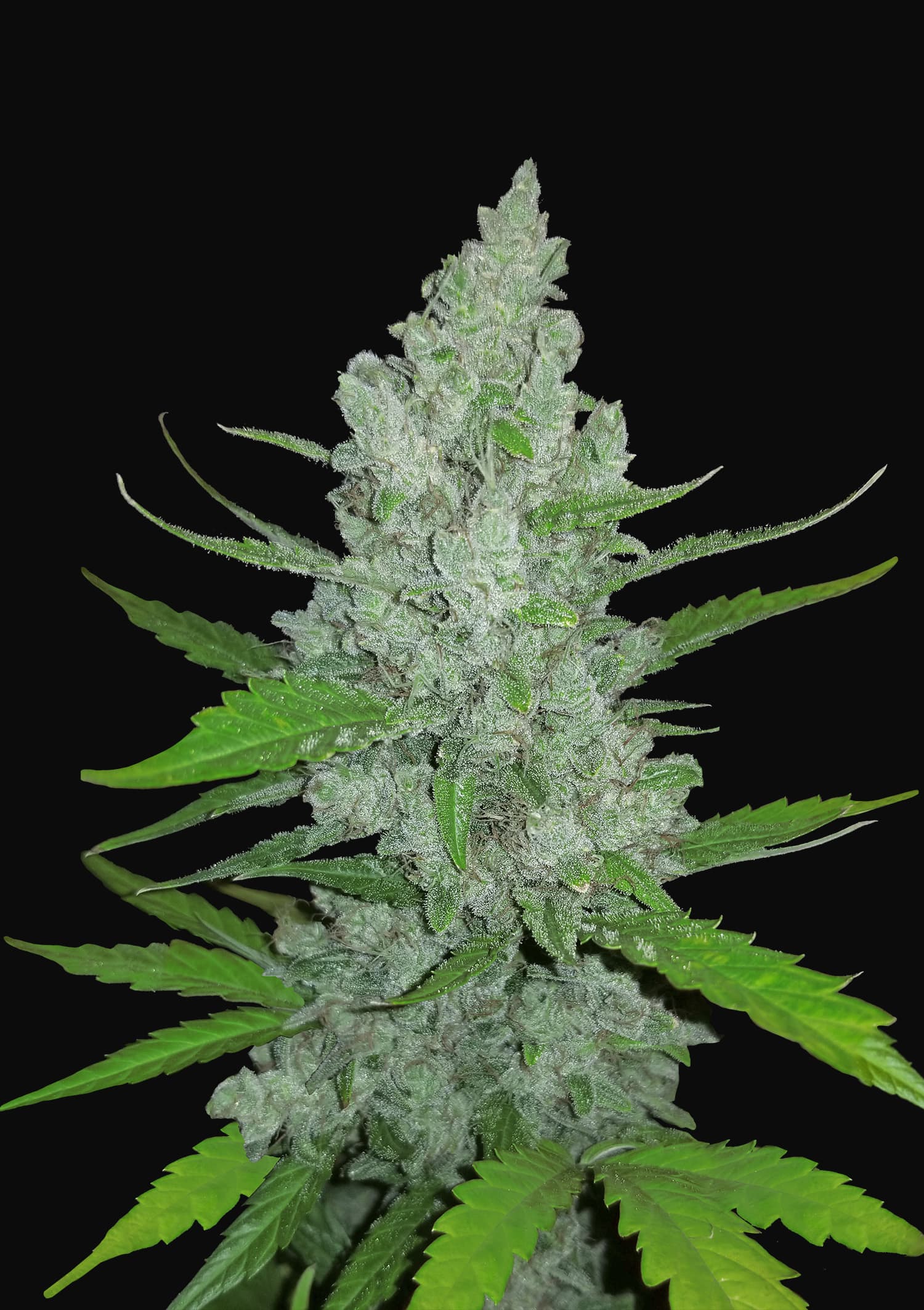 Auto Sour Diesel Feminised Seeds